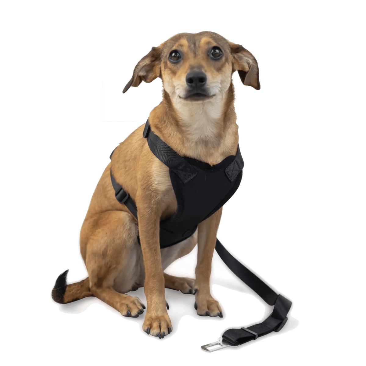 Dog Travel Kit Large (Harness, Travel Bottle, Travel Bowl, First Aid Kit)